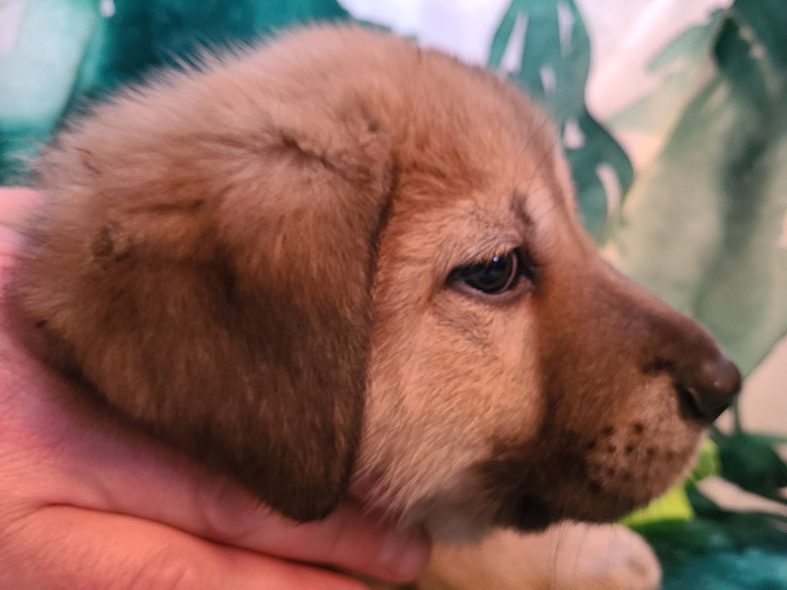 chinook puppy